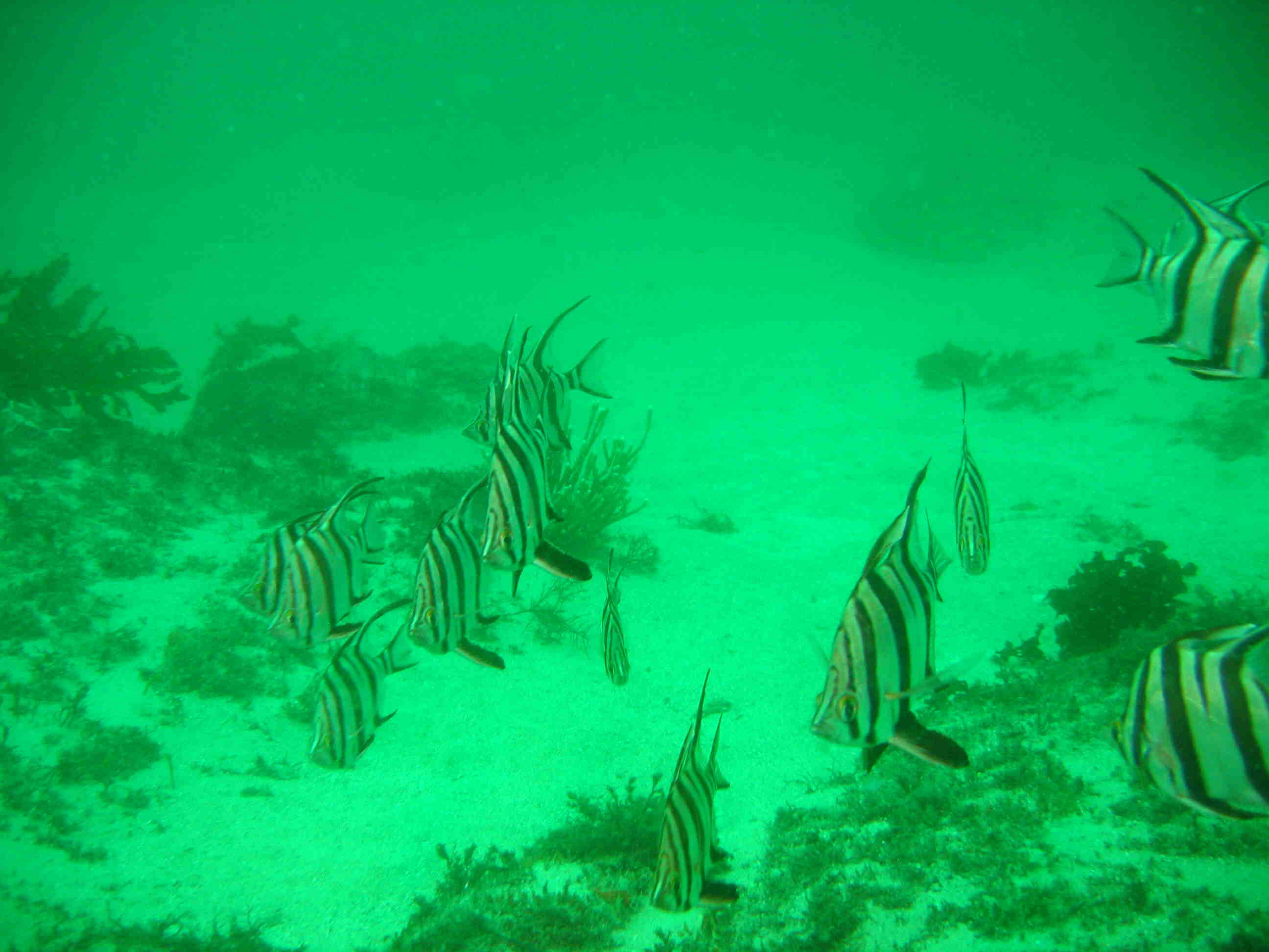 Henry Head South 291207